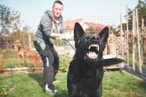 Vicious dog on leash 